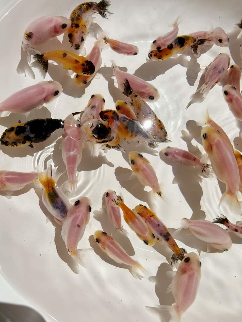 Poissons rouges japonais RANCHU, ORANDA 