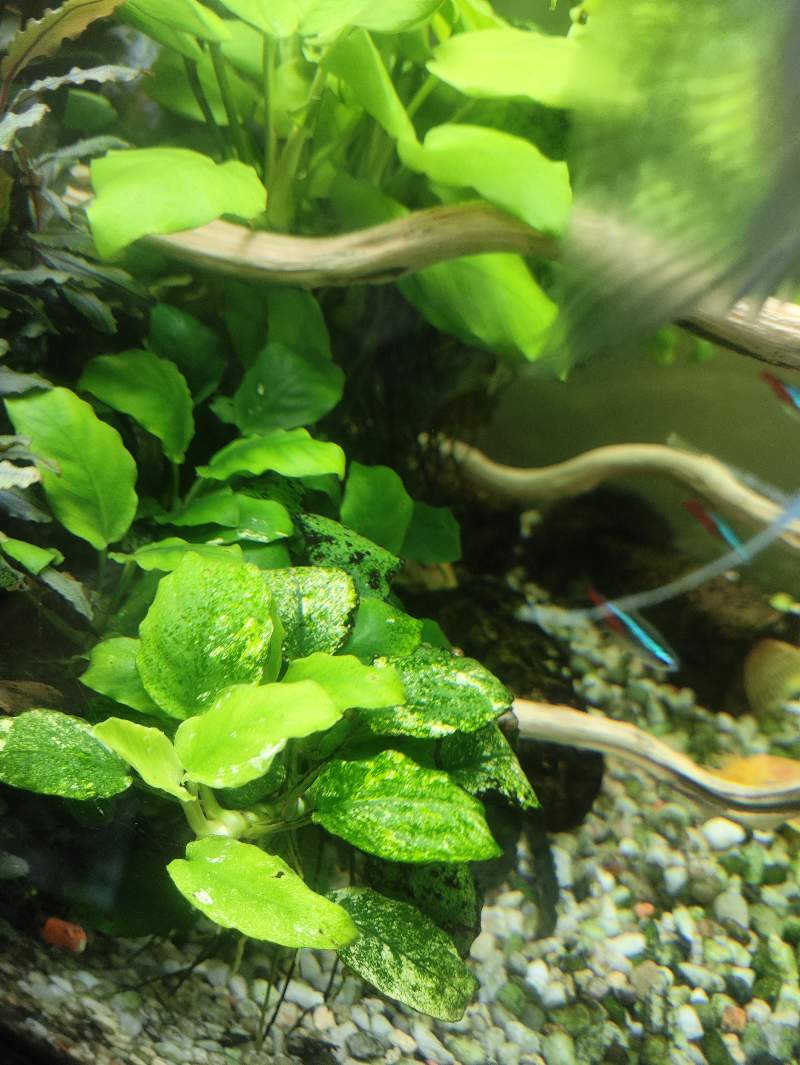 Plante d'aquarium 