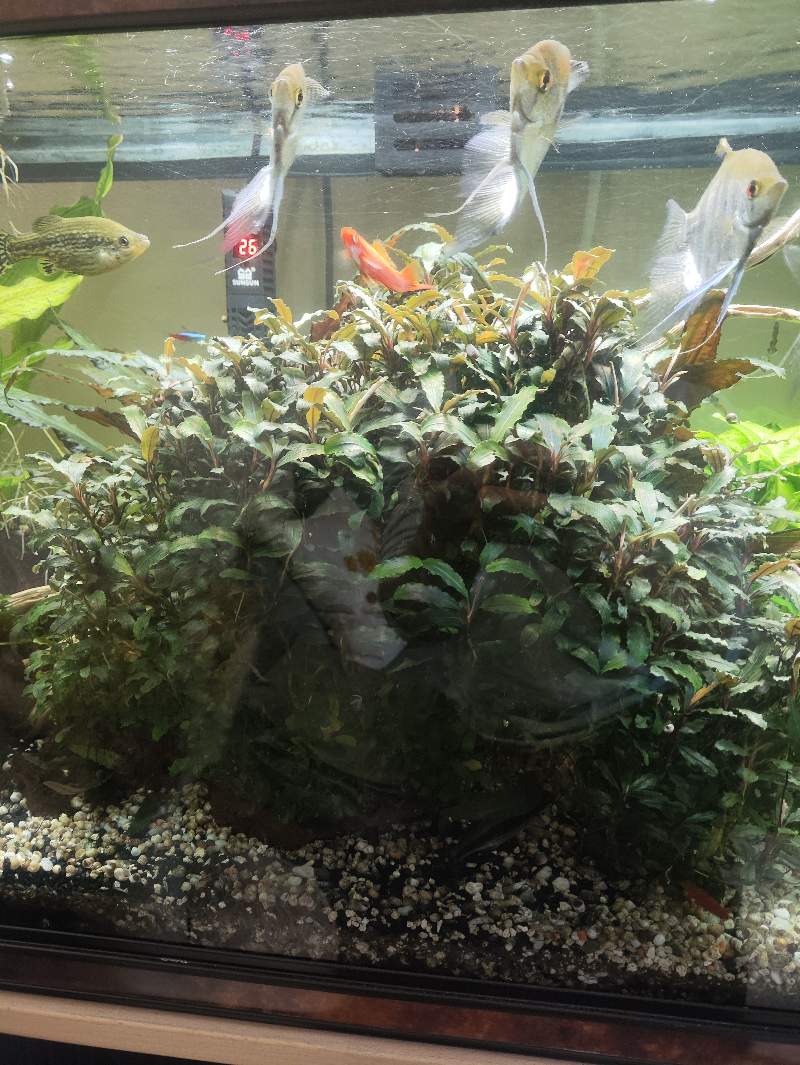 Plante d'aquarium 