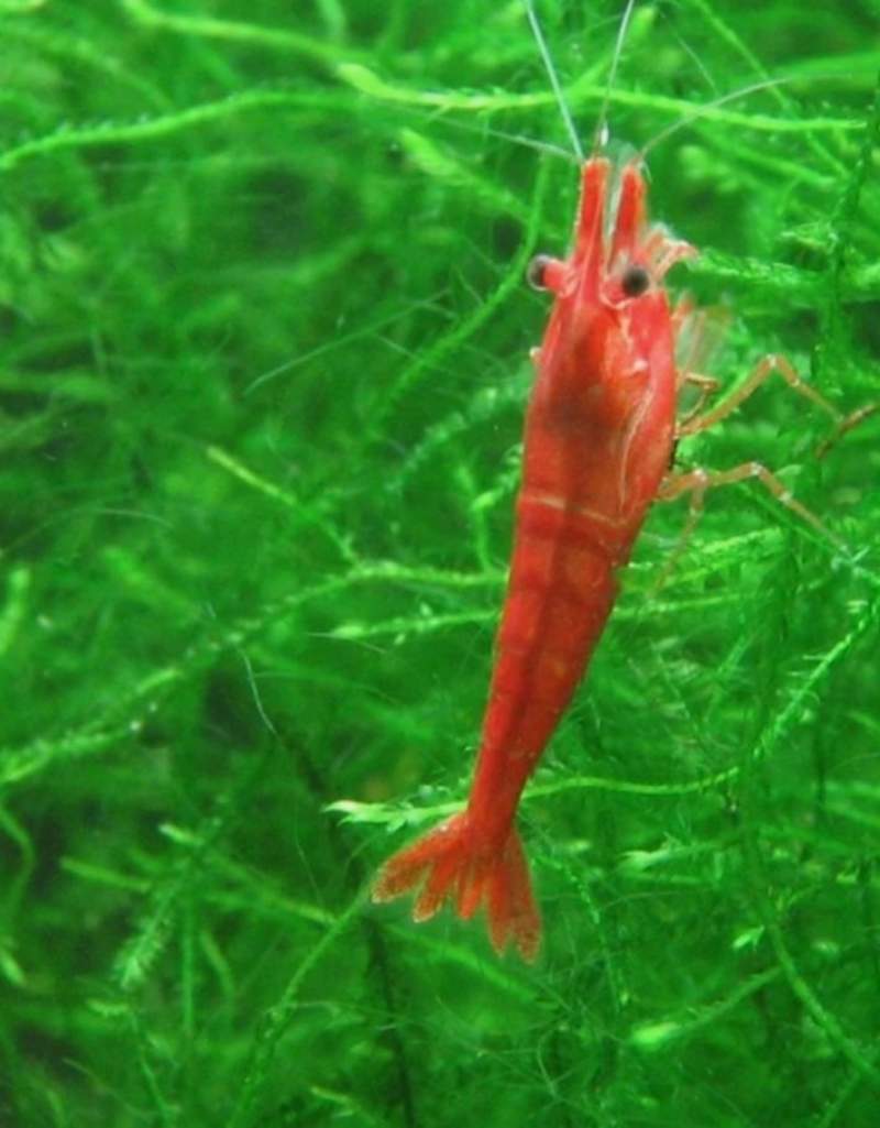 Crevettes neocaridina rouge