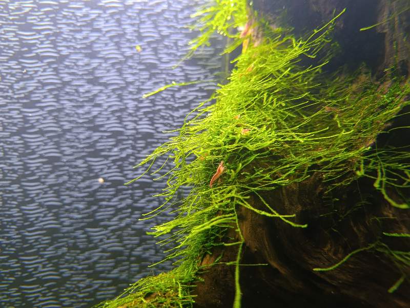 Crevettes neocaridina rouge