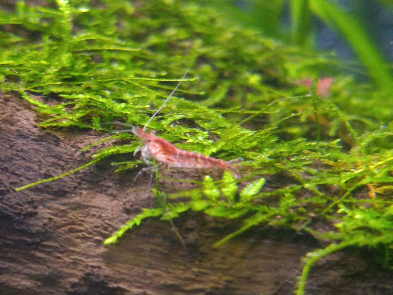 Crevettes neocaridina rouge