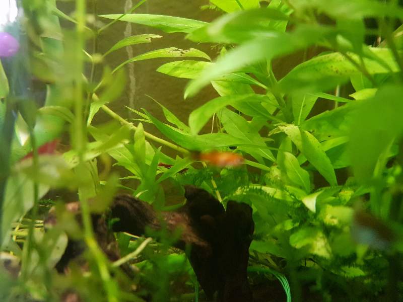 Alevins platys orange et guppys 