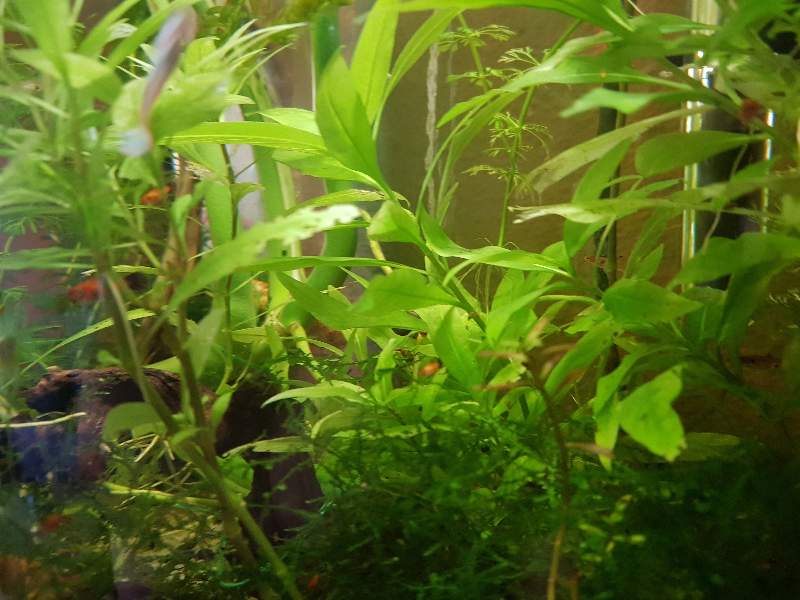 Alevins platys orange et guppys 