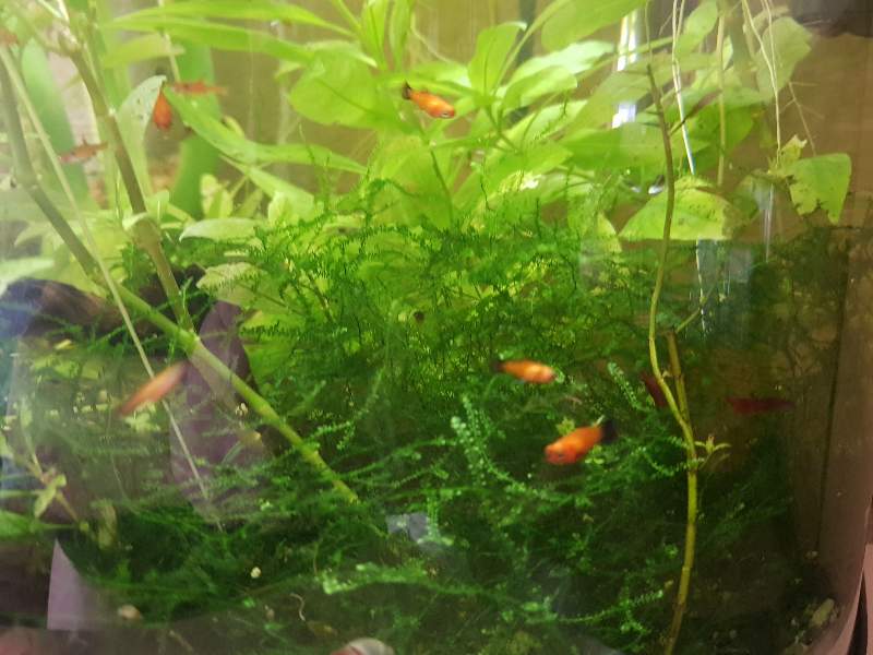 Alevins platys orange et guppys 