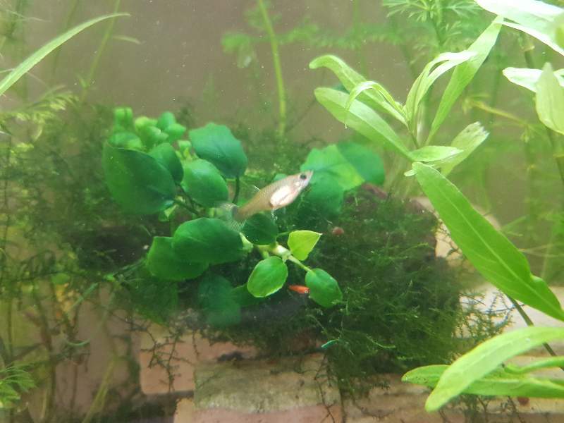 Alevins platys orange et guppys 