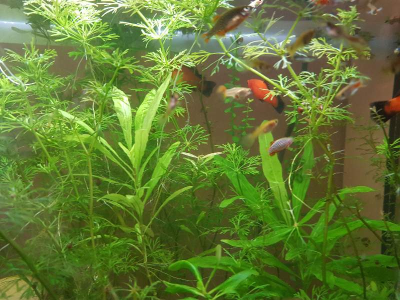 Platys et guppys