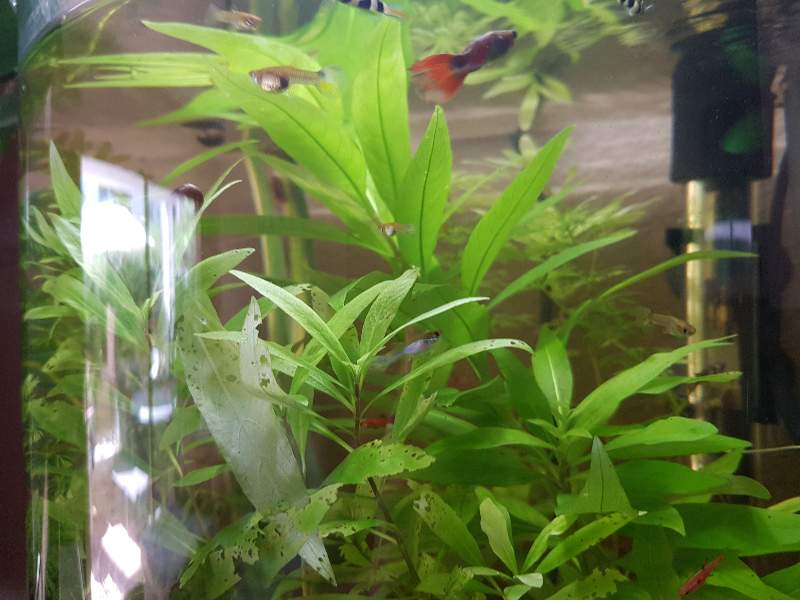 Platys et guppys