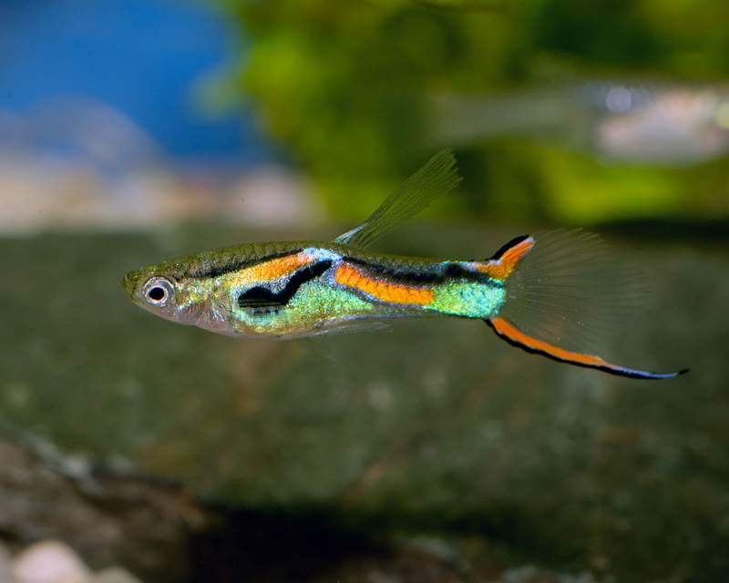 Guppies 