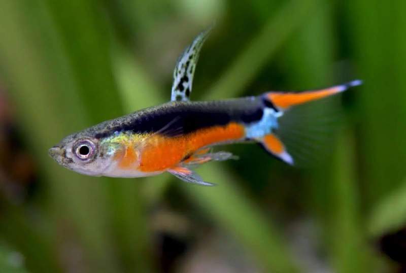 Guppys endler Santa Maria 