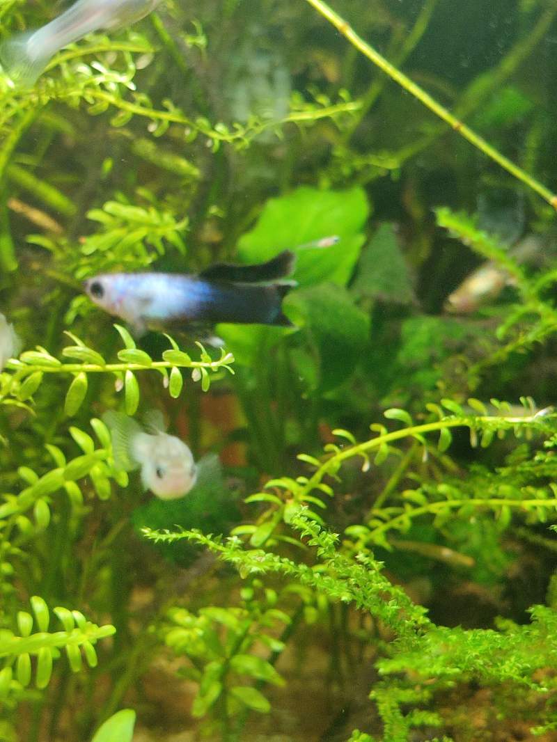 Guppys endler panda 