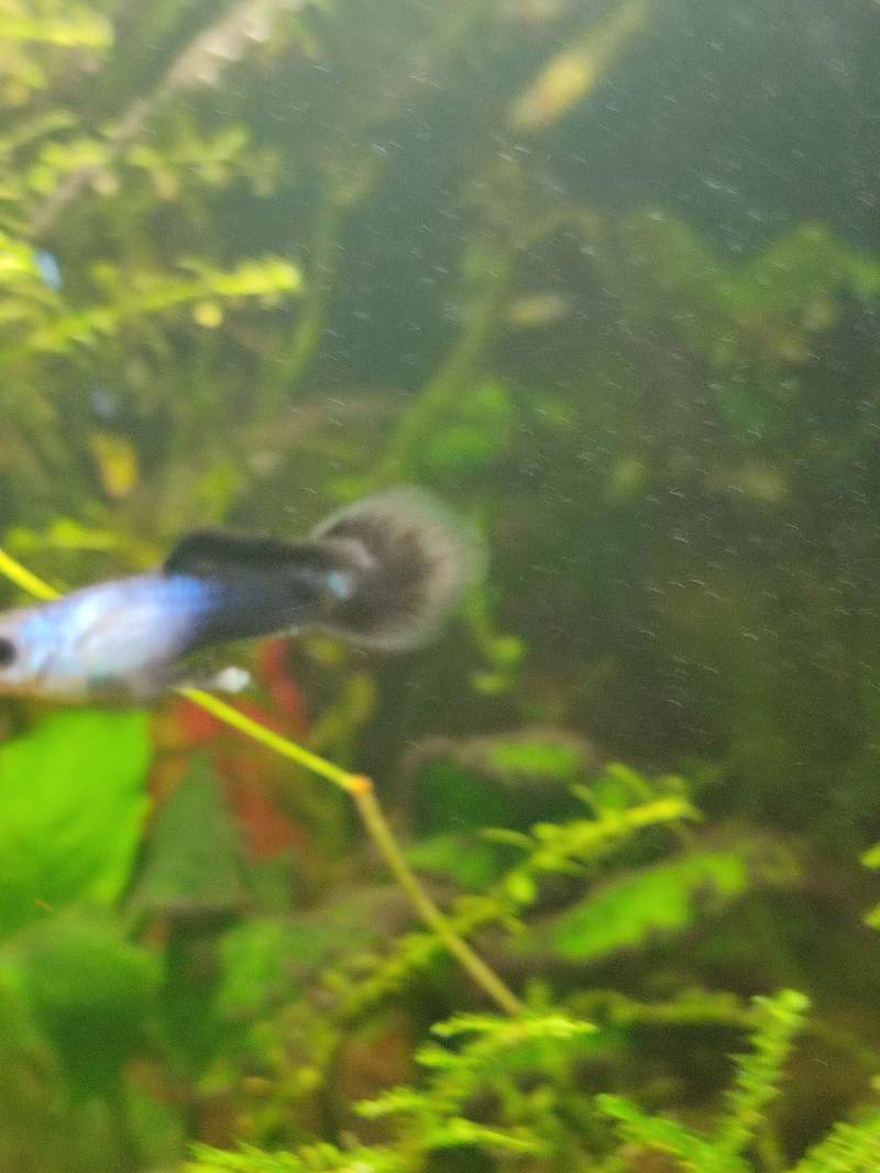 Guppys endler panda 