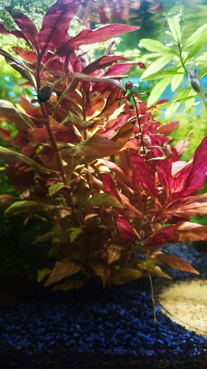 Diverses plantes et boutures 