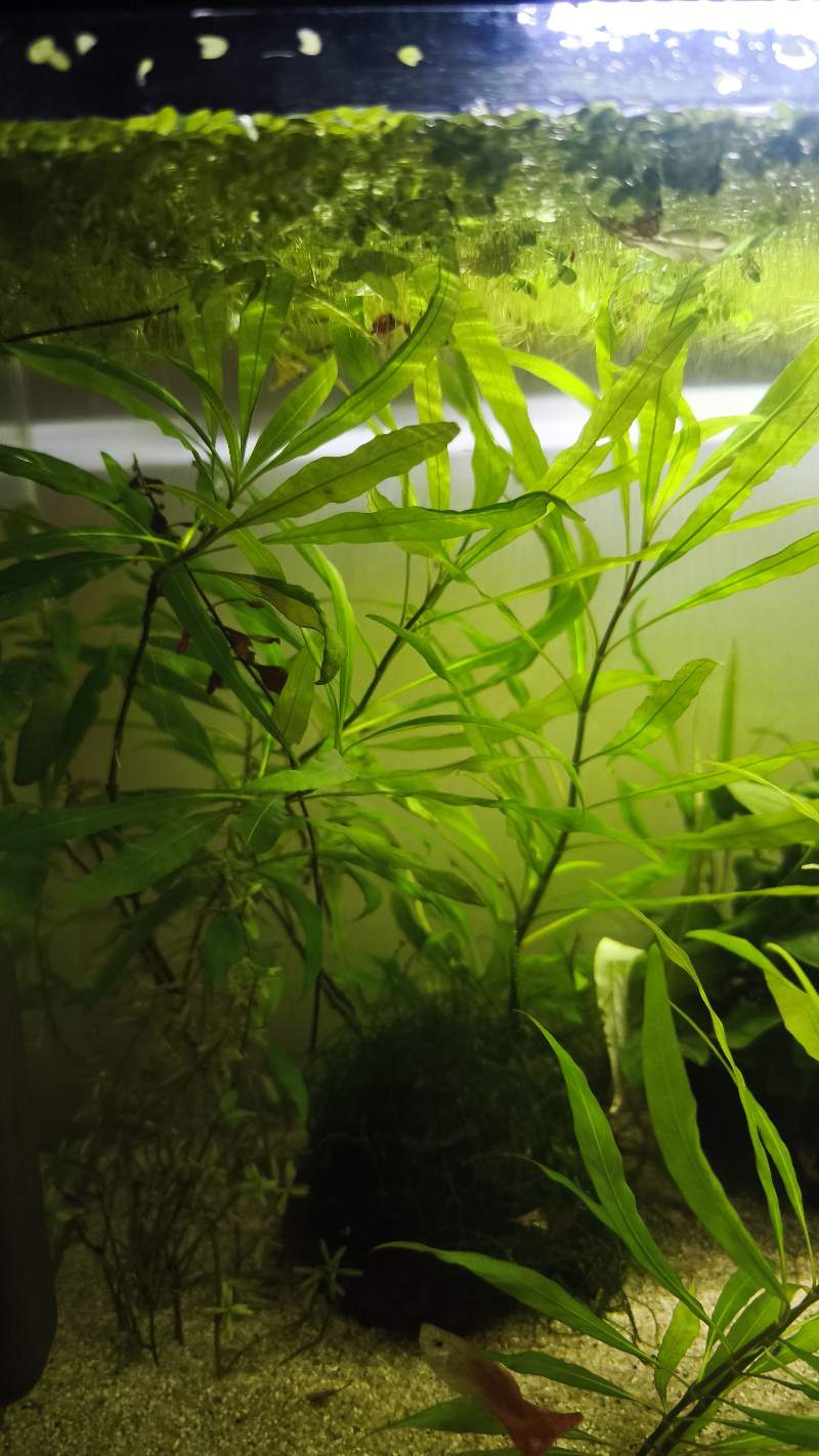 Diverses plantes et boutures 
