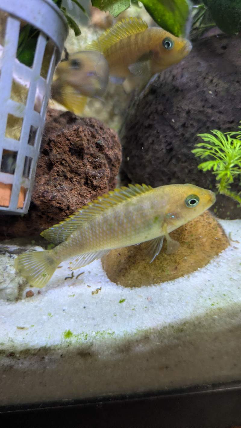 Poisson aquarium cichlidés 