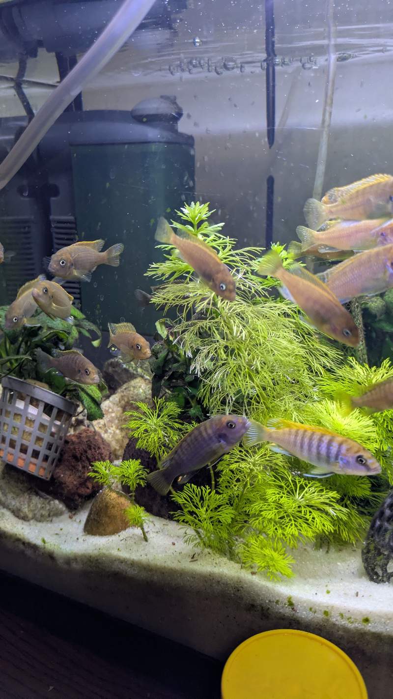 Poisson aquarium cichlidés 