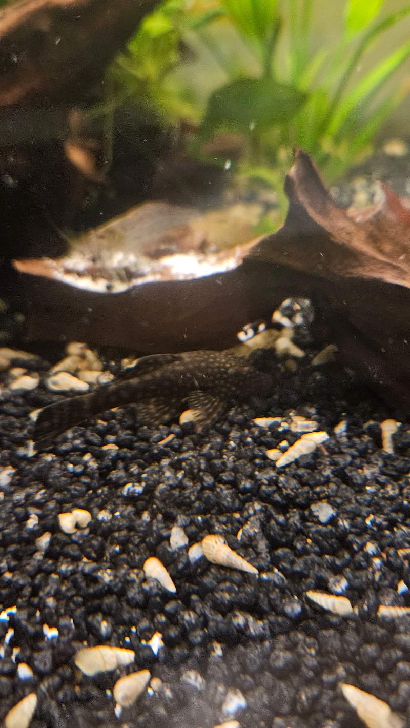 Ansistus 