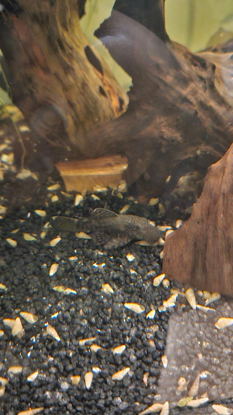 Ansistus 