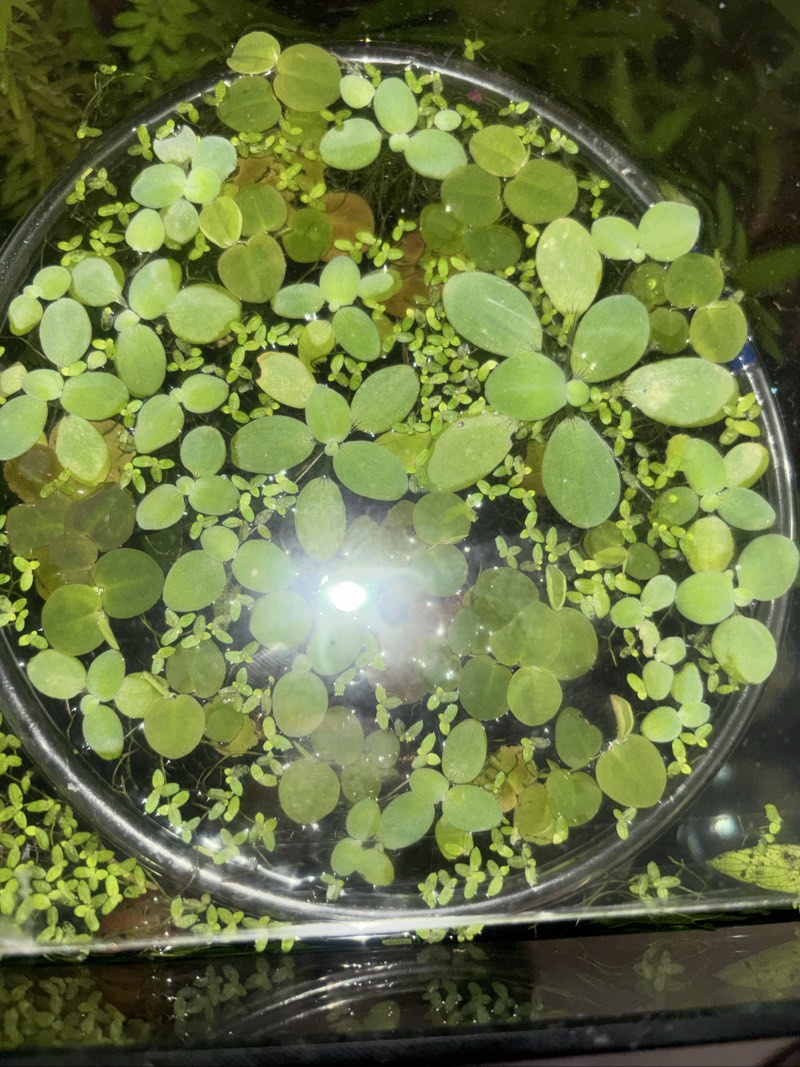 Plante flottante Limnobium laevigatum 