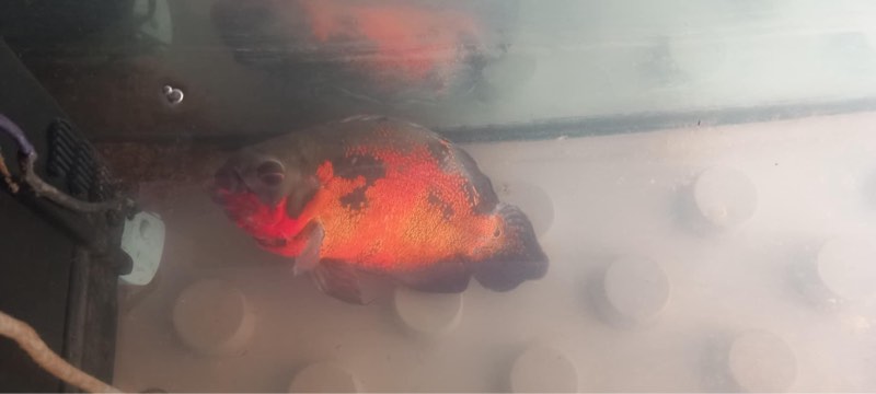 Oscar 