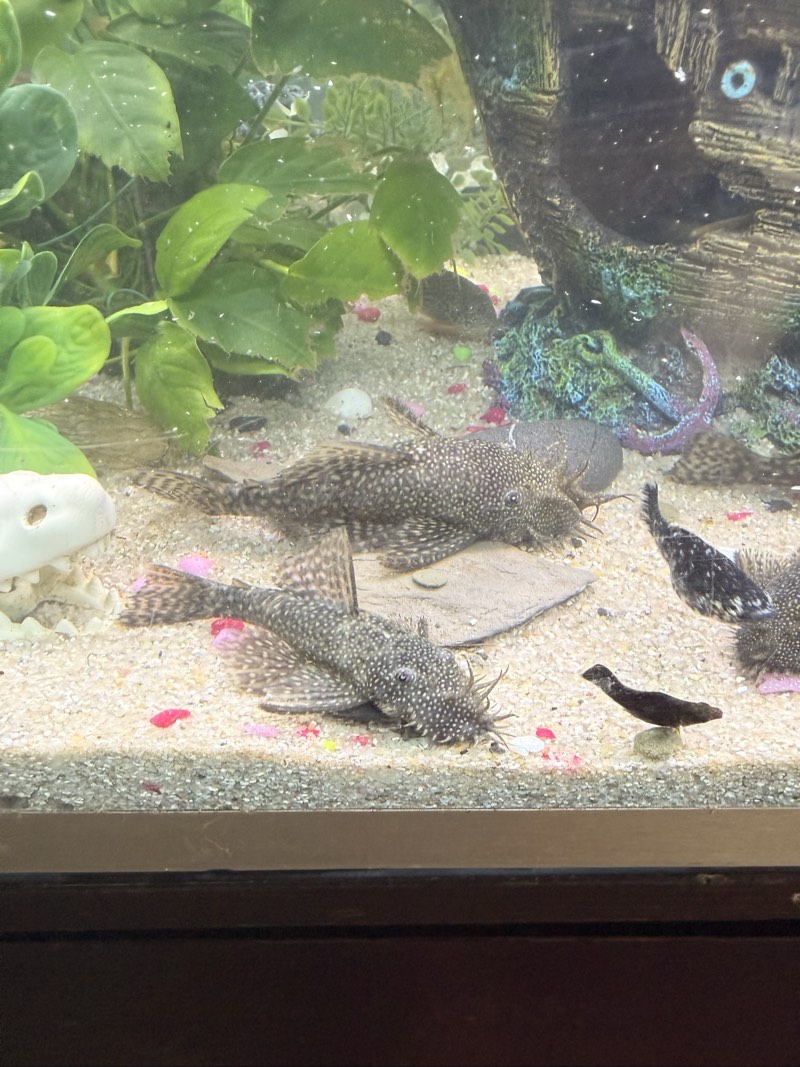 Ancistrus 