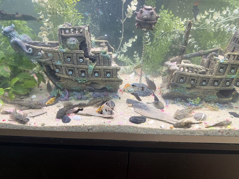 Ancistrus 