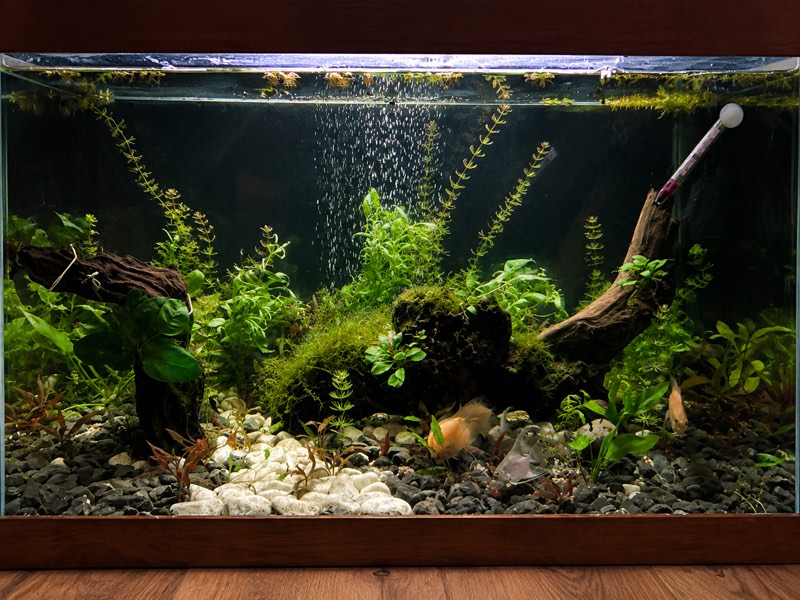 Aquarium 460l