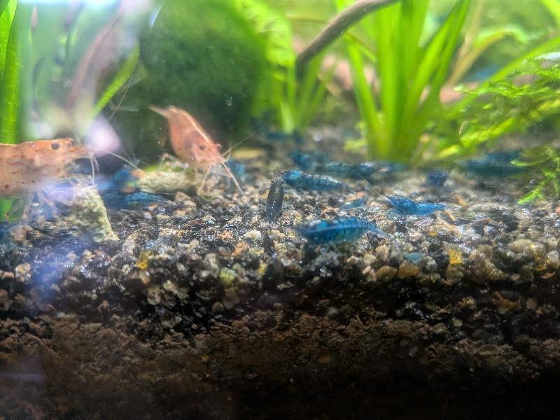 Crevettes neocaridina bleue velvet