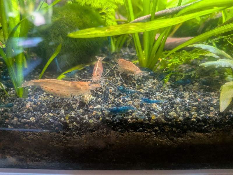 Crevettes neocaridina bleue velvet