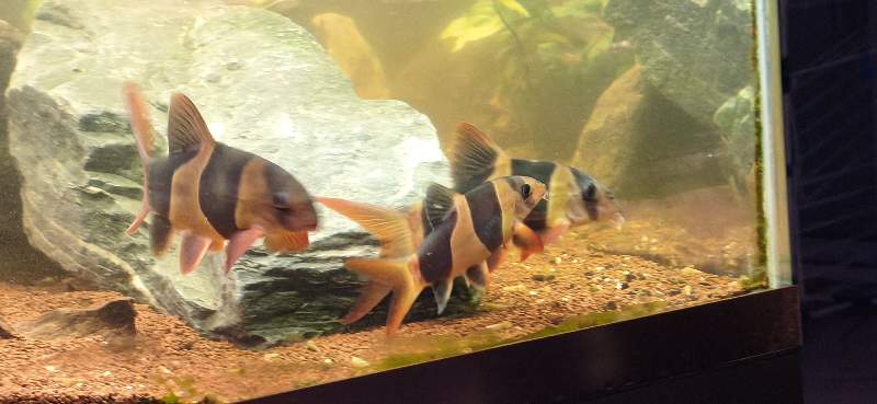  Botia macracantha - loche clown 4-5cm