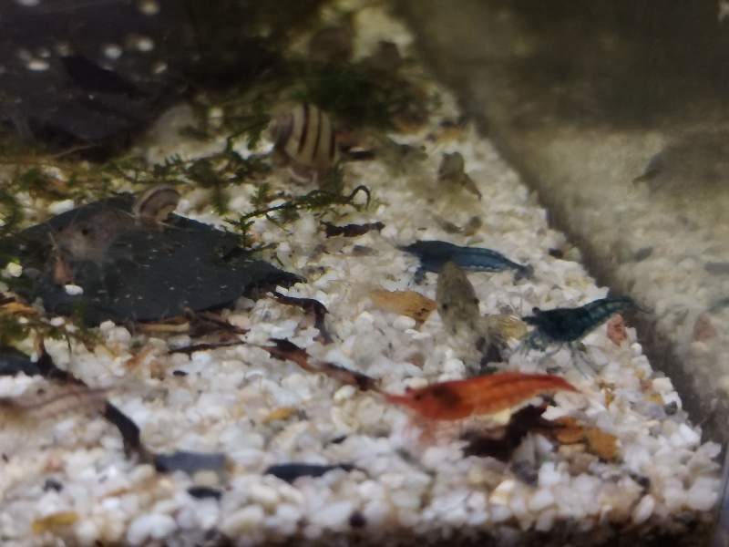 Néocaridina colorées déclassées 