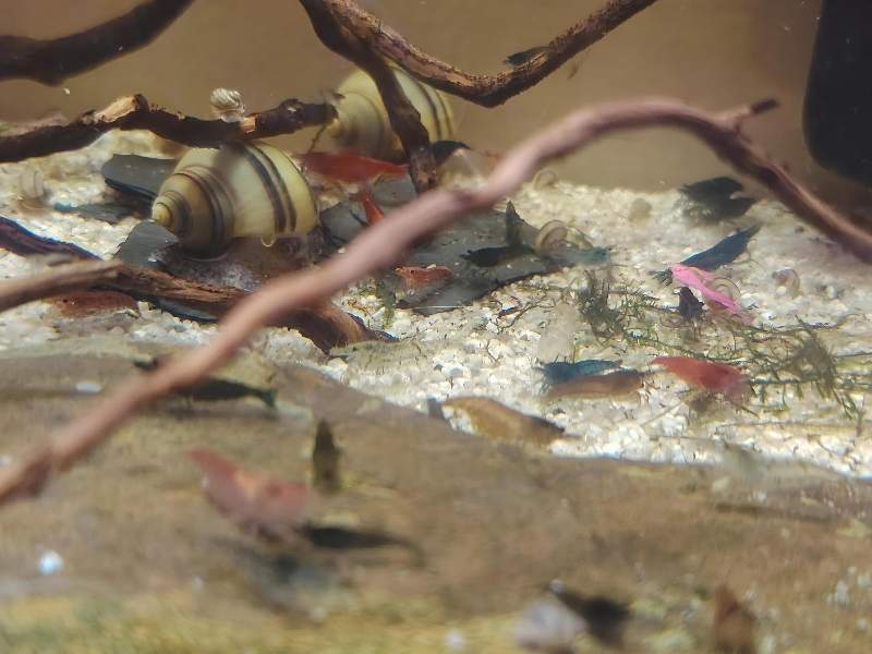 Néocaridina colorées déclassées 