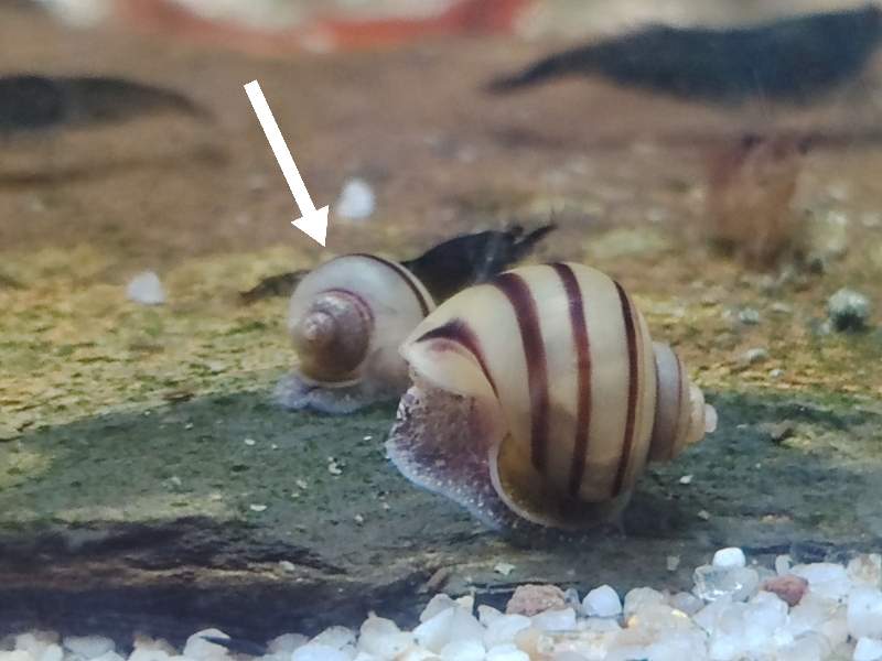 Asolene spixii 