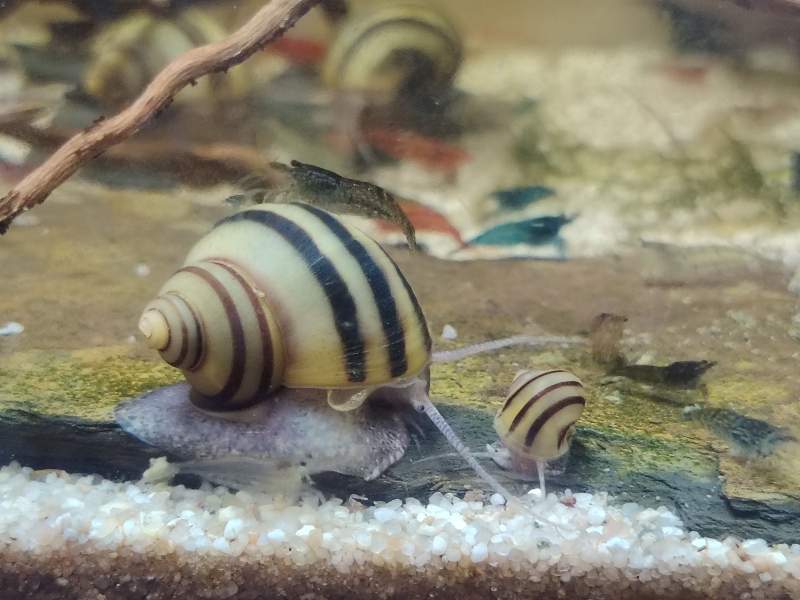 Asolene spixii 