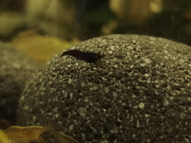 Neocaridina Black Sakura 