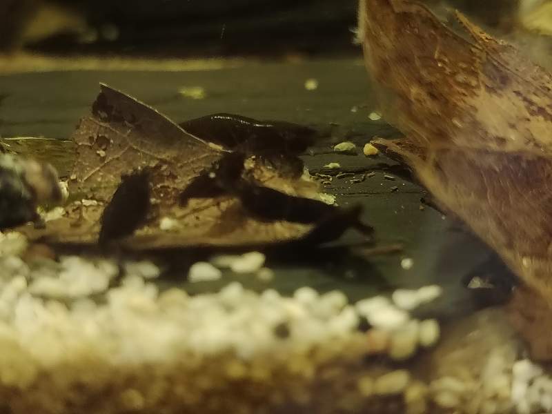 Neocaridina Black Sakura 