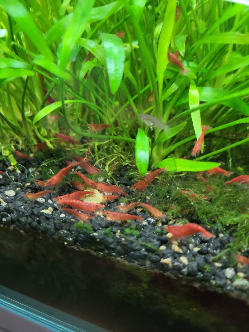 Crevettes red cherry 