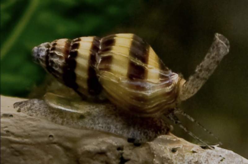 đ Escargots HĂ©lena