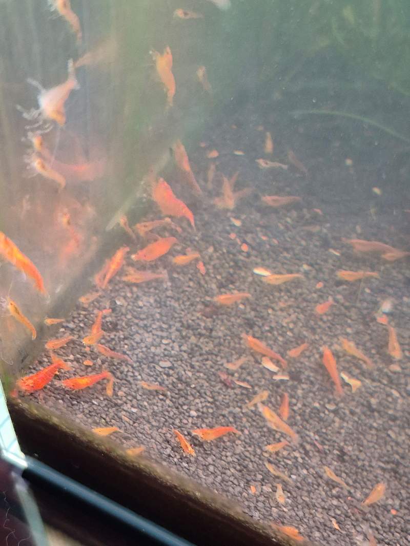 Crevettes Orange 