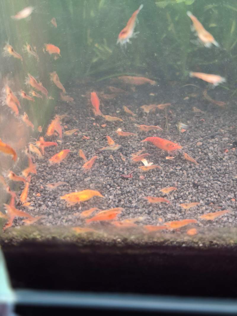 Crevettes Orange 