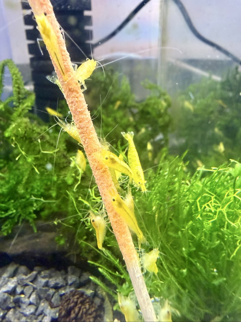 Lot de 11xCrevettes yellow neon 