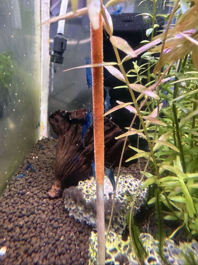 Crevette Neocaridina blue 