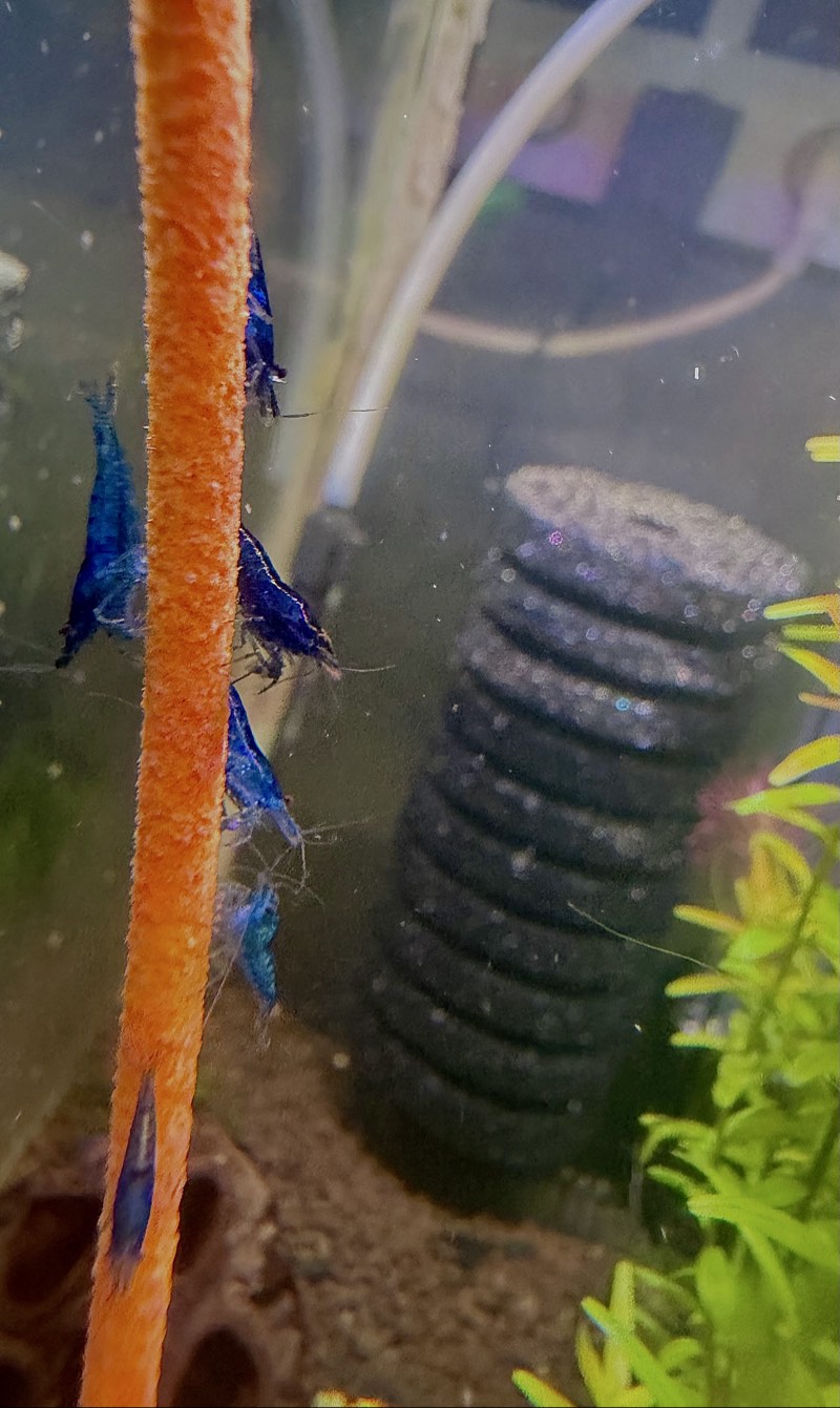 Crevette Neocaridina blue 